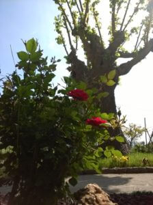 Foto del giardino Il gelso B&B Corinaldo